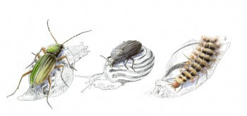 Carabe doré, petit silphe noir et drile jaunâtre à l'assaut d'un escargot Carabe doré, petit silphe noir et drile jaunâtre à l'assaut d'un escargot