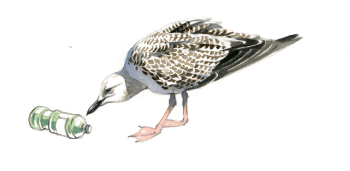 « Ce jeune goéland leucophée s'intéresse à une bouteille en plastique vide, qu'il n'arrive pas à saisir du bec. »