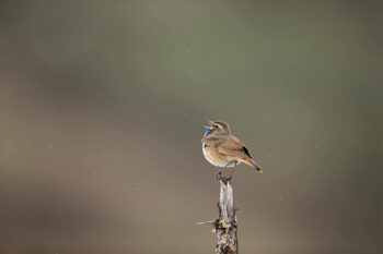 Ce mâle de gorgebleue à miroir roux en plumage nuptial chante sous la pluie comme s'il était seul au monde.  Alpes suisses, le 15 juin 2013 à 9 h 03.