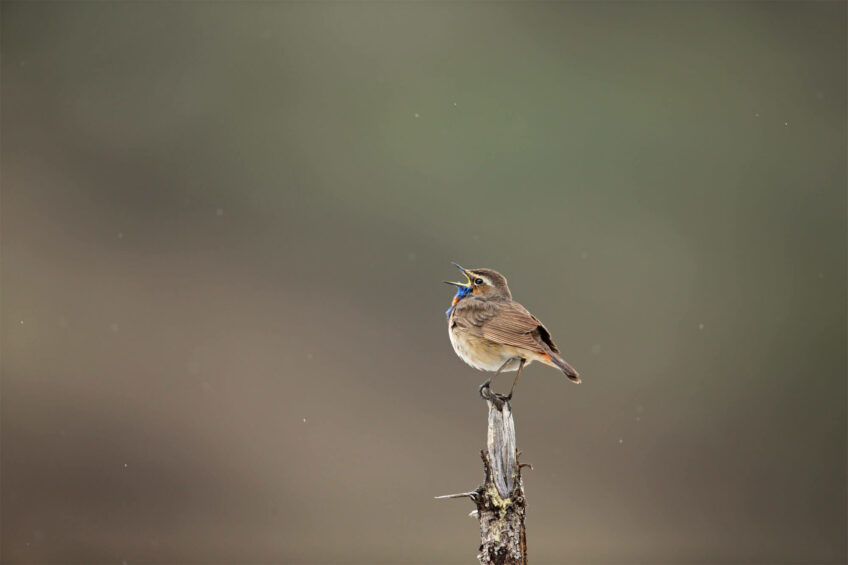 La gorgebleue soprano des landes