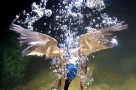 Ce martin-pêcheur a réussi à capturer un poisson sous l'eau, ce qui n'est pas gagné d'avance vu sa visibilité plutôt mauvaise dans cet élément. / © José Luis Rodriguez
