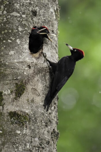 Ce que le pic noir préfère par-dessus tout, c'est un beau fût de hêtre. La vie du hêtre en cinq leçons