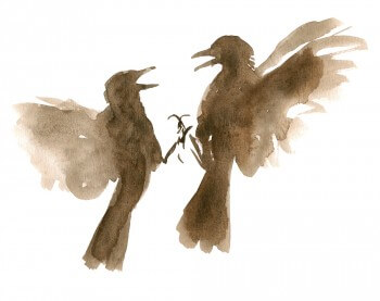 « Ce sont 2 femelles qui se chicanent depuis plusieurs jours sur une invisible frontière au milieu du jardin. » / © Jean Chevallier