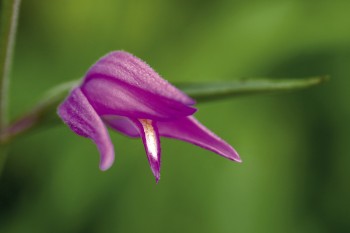 Céphalanthère rouge / © David Greyo