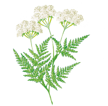 recette de tarte au cerfeuil musqué, une plante sauvage au goût d'anis