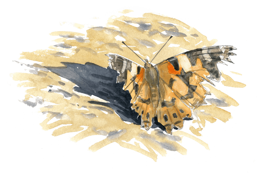 La grande migration des papillons belles-dames