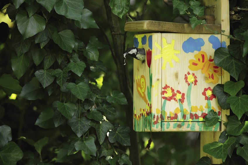 Cette mésange charbonnière a adopté un nichoir richement décoré et caché parmi le lierre. Comment construire des nichoirs pour différents oiseaux du jardin