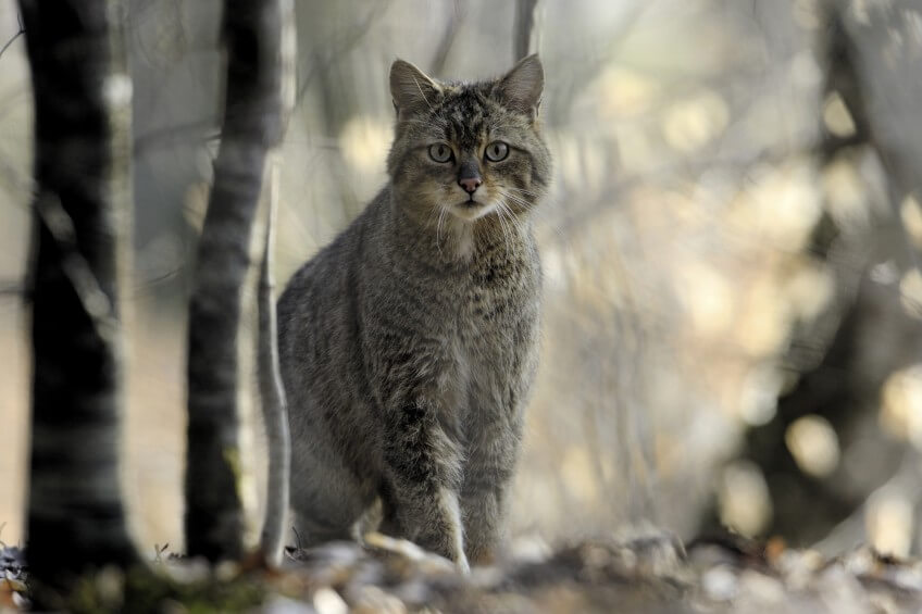 Chat forestier