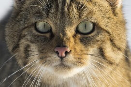 Chat sauvage / © Fabien Gréban