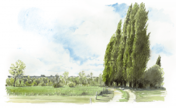 Chemin bordé par une rangée de peupliers noirs. Chemin bordé par une rangée de peupliers noirs.