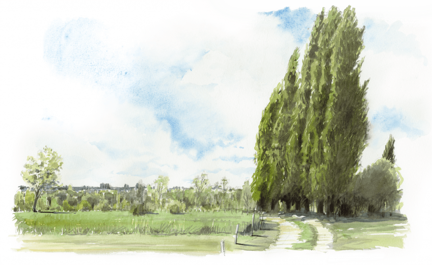 Peuplier : 3 conseils pour observer les animaux qui y vivent