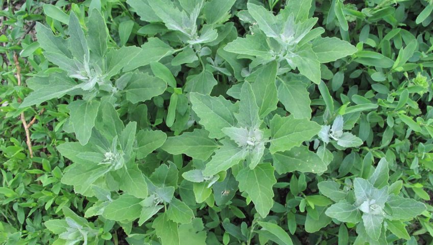 Photo de chénopode blanc