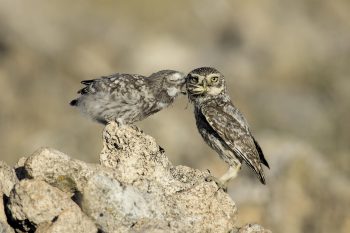 Chevêche adulte tournant la tête vers l'affût du photographe au moment de transmettre une proie à son jeune.