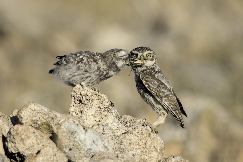 Gros plan sur la chouette chevêche