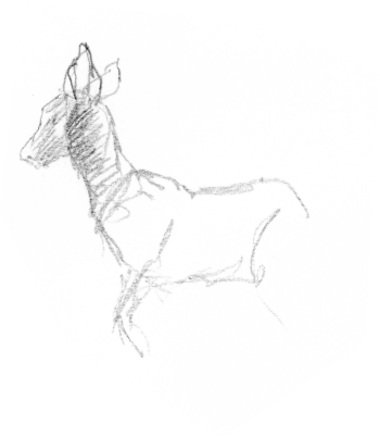 Chevreuil / © Yves Fagniart