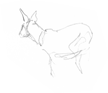 Chevreuil / © Yves Fagniart