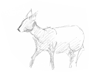 Chevreuil / © Yves Fagniart