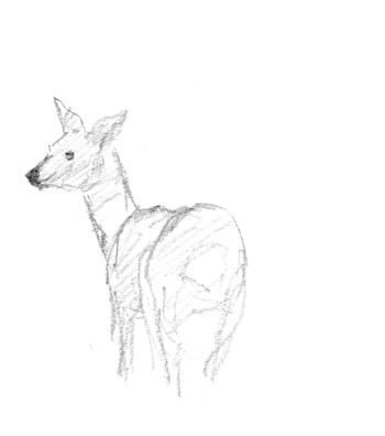 Chevreuil / © Yves Fagniart