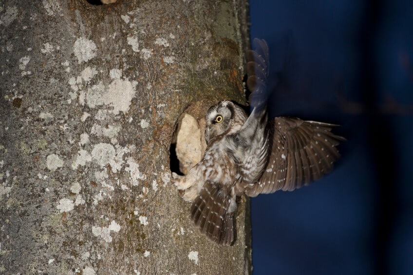 Chouette de tengmalm