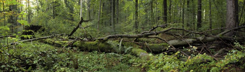 Les habitants et les visiteurs du hêtre
