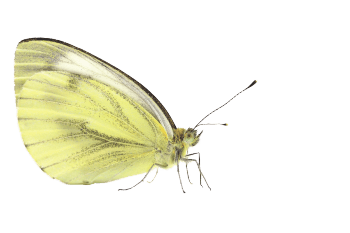 Les plantes carnivores en dix chiffres