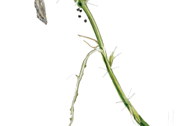 Chrysalide de belle-dame / © Sylvain Leparoux