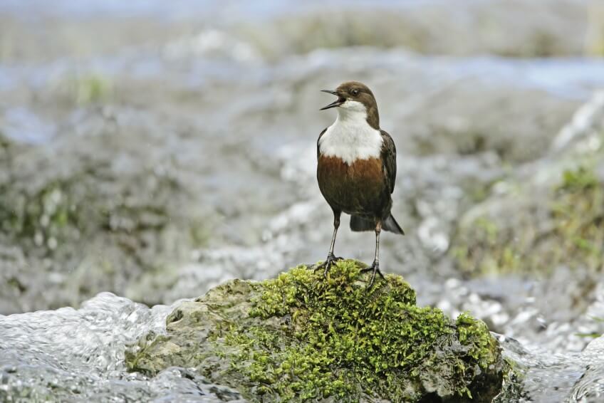 Cincle plongeur Le chant des oiseaux