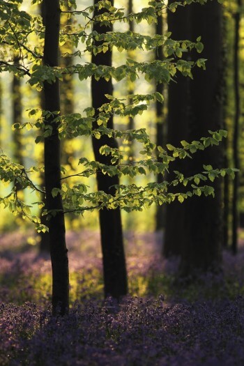 La vie du hêtre en cinq leçons
