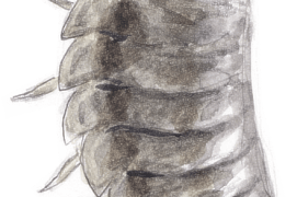 Cloporte / © Jean Chevallier