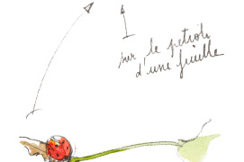 « Coccinelle sur le pétiole d'une feuille. » / © Benoît Perrotin 