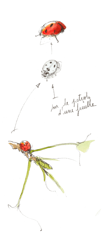 « Coccinelle sur le pétiole d'une feuille. » / © Benoît Perrotin