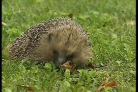 Facilitez sa chasse
Le hérisson déteste marcher sur des gravillons. Si vous voulez lui faire plaisir, privilégiez donc des allées de pierres plates. Sinon, il adore les pelouses rases à l’abri du vent, car ce sont des terrains idéaux pour chasser les vers de terre.