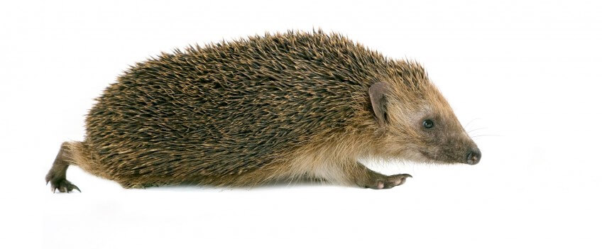 Hérisson : Transformez votre jardin pour l'accueillir