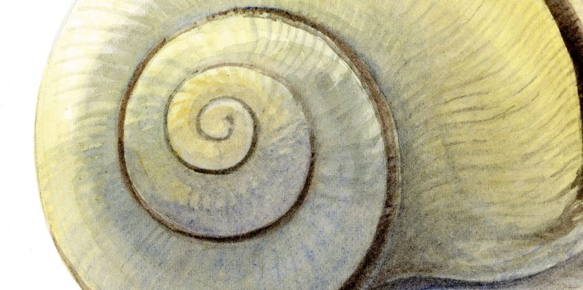 Secrets anatomiques de l'escargot épisode 1