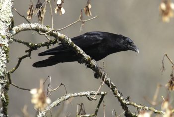 Corneille noire