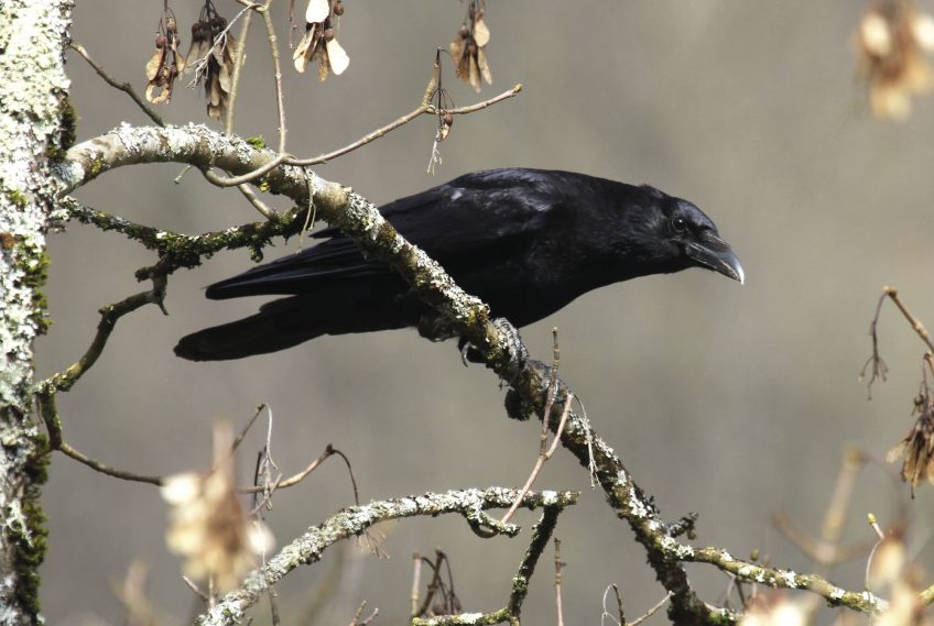 SHOC programme de suivi des oiseaux en hiver