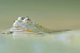 Côté pile, c'est un crapaud tout ce qu'il y a de plus terreux et verruqueux que seules l'eau et la lumière savent faire scintiller de mille feux. Côté face, il cache ce qui le rend célèbre. Un ventre noir et jaune qui justifie son épithète variegata qui signifie bigarré. Bombina est son nom de genre. Du latin bombire, qui veut dire bourdonner comme la cloche. Une référence originale et exagérée à ses discrets jappements nuptiaux émis en chœur à la belle saison. / © Jérôme Pruniaux