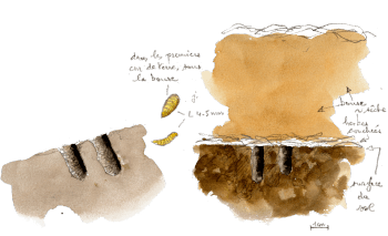 Coupe transfersale du continuum entre un sol et une bouse / © Denis Clavreul