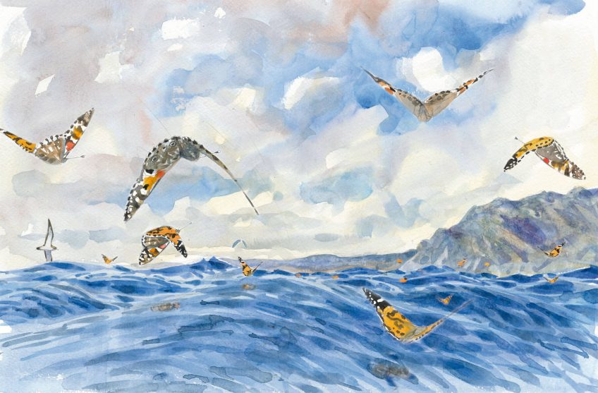 Des papillons débarquent sur la côte