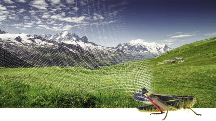 Criquet Les joueurs de violon dans la nature