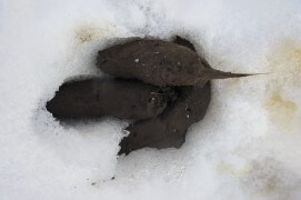 Plus loin, apparaît une tache foncée sur la voie de l’animal. Une crotte effilée à une extrémité. Bon indice pour confirmer l'identité de l'animal. Ce sont des poils de rongeurs, sa principale nourriture, qui expliquent la forme allongée sur un côté de cette crotte.