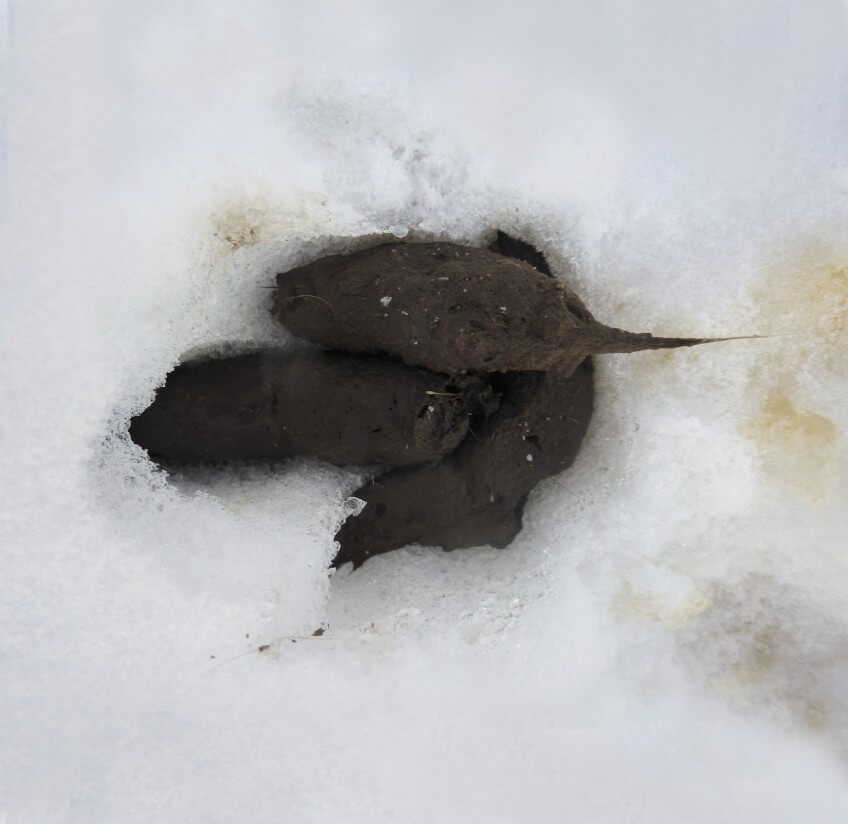 Crottes de renard Suivre les traces du renard