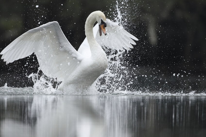 Cygne tuberculé Le chant des oiseaux