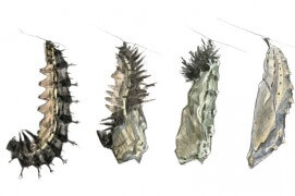 D’abord, l’avant du corps se recroqueville en donnant à la chenille une silhouette en « J » typique, puis elle se recouvre progressivement d’une enveloppe. La chrysalide de Cynthia cardui est peu anguleuse et allongée, gris plus ou moins doré, avec deux bosses sur la tête, des taches métalliques et des épines en ligne sur le dos. / © Sylvain Leparoux