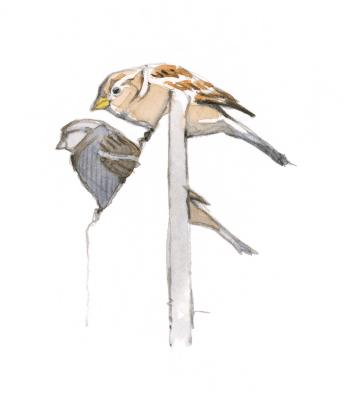 « Dans l'attente du moment propice pour voler vers les tables du bistrot… » Un instant en terrasse avec les moineaux, par Federico Gemma