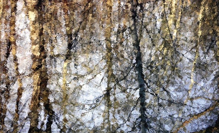 Reflets de forêt par Jean-Philippe Macchioni