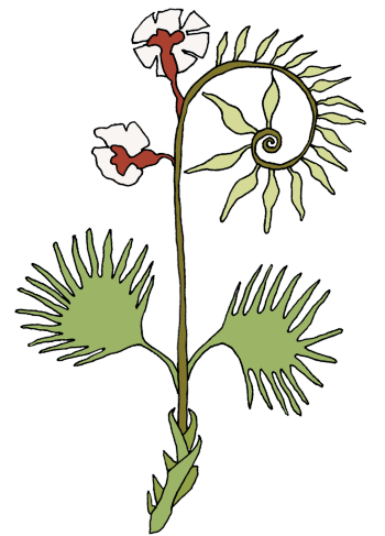 D’après le droséra
du Voynich Code
XVe siècle Le mythe carnivore