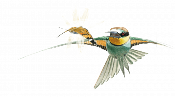 De nombreux prédateurs pourchassent en plein vol les belles-dames. Ici un guêpier d’Europe, oiseau migrateur qui peut mettre le beau papillon à son menu chez nous comme en Afrique.