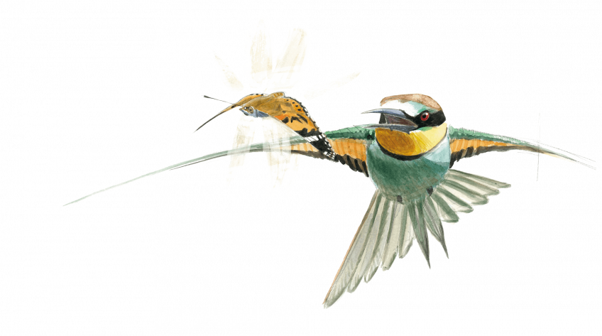 La grande migration des papillons belles-dames