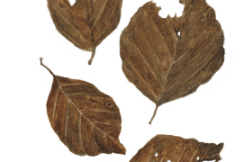 Décembre - les feuilles tombées au sol se font petit à petit grignoter / © Jacques Rime